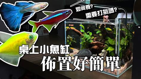 魚盆|新手養魚第一缸!馬上上手!魚缸佈置好簡單